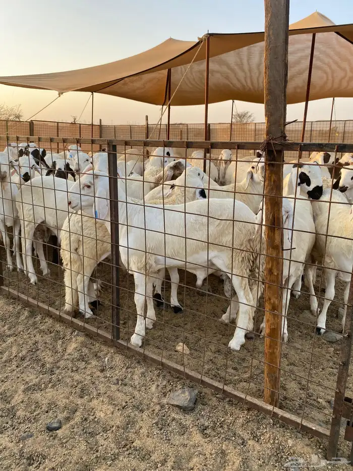 حلال بر نظيف مشروط على برسيم وشعير فقط 1