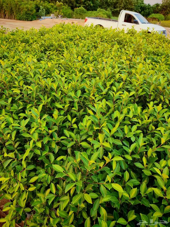 زراعه وحدائق 3