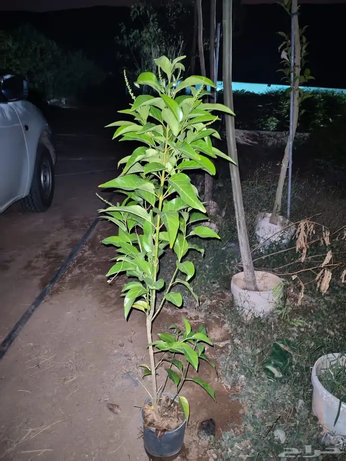 زراعه وحدائق 38