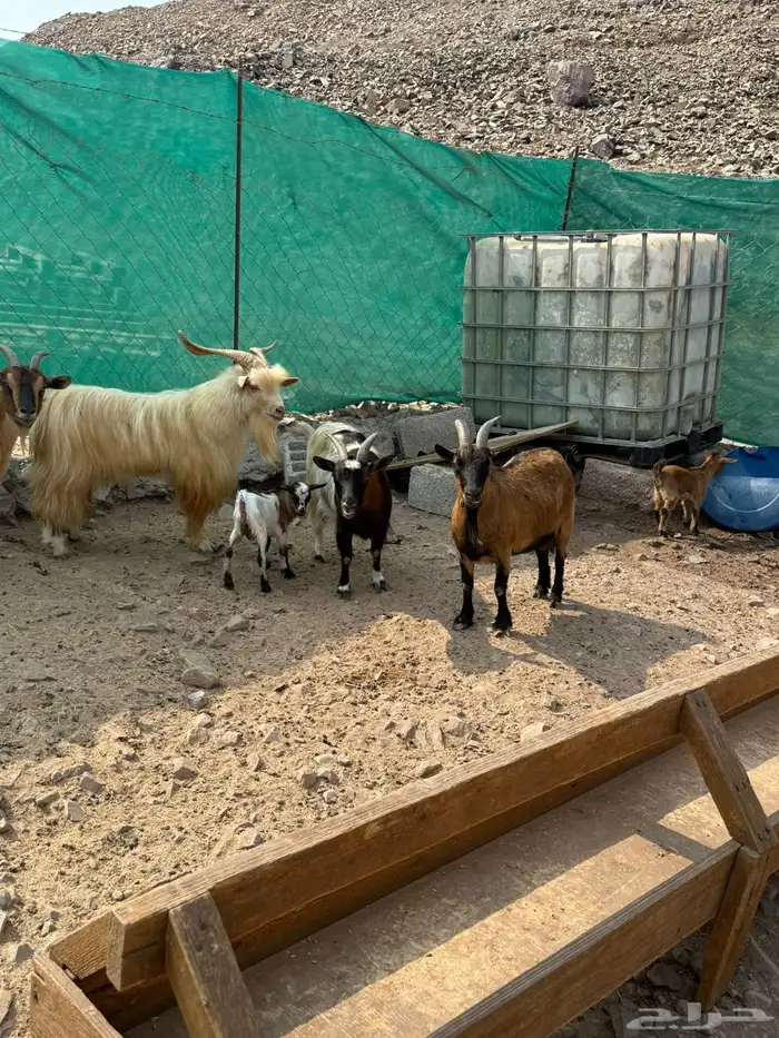 عرض وبيع ماعز قزم أليفه ومنتجه 20