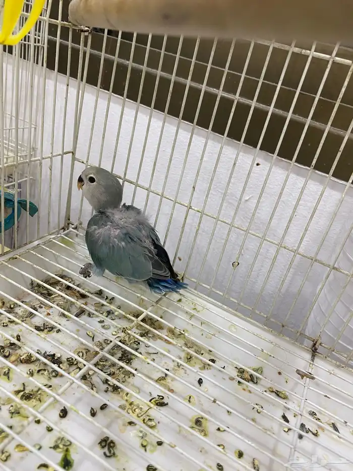 ازواج رروز وفروخ ملونه 9