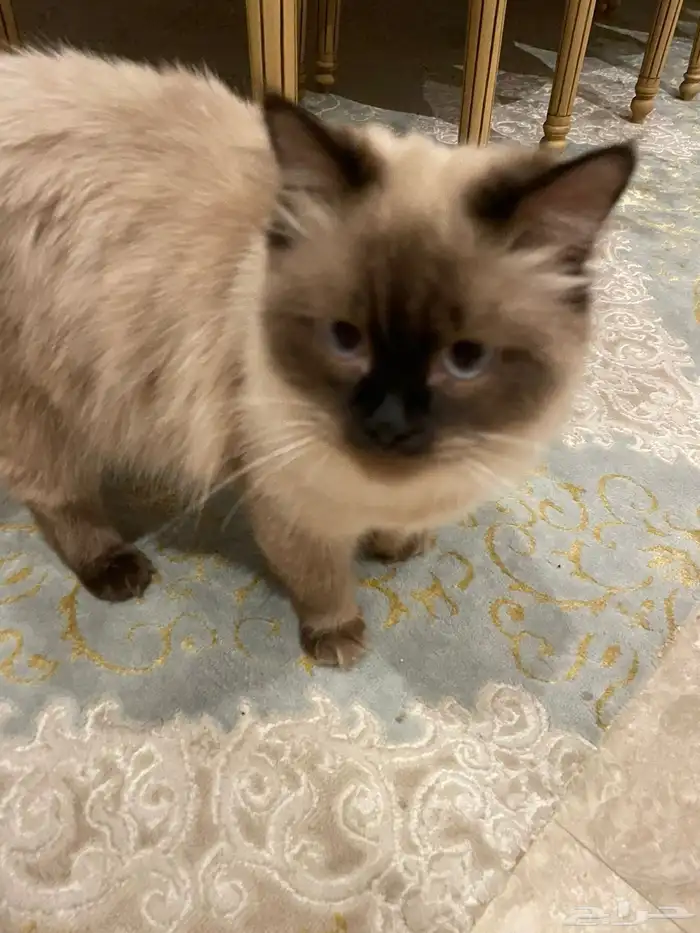 قطتين لتبني ذكر عمره 9 اشهر والانثى سنه نظيفين مطعمين 1