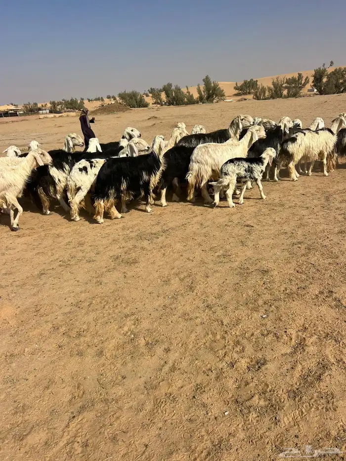 للبيع نجدمراح 5