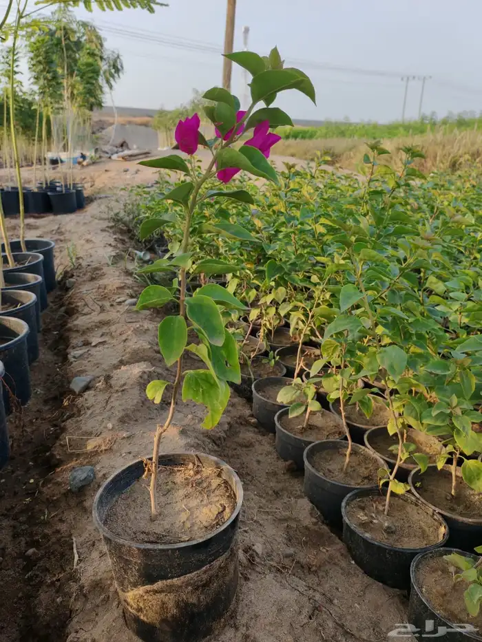 زراعه وحدائق 57