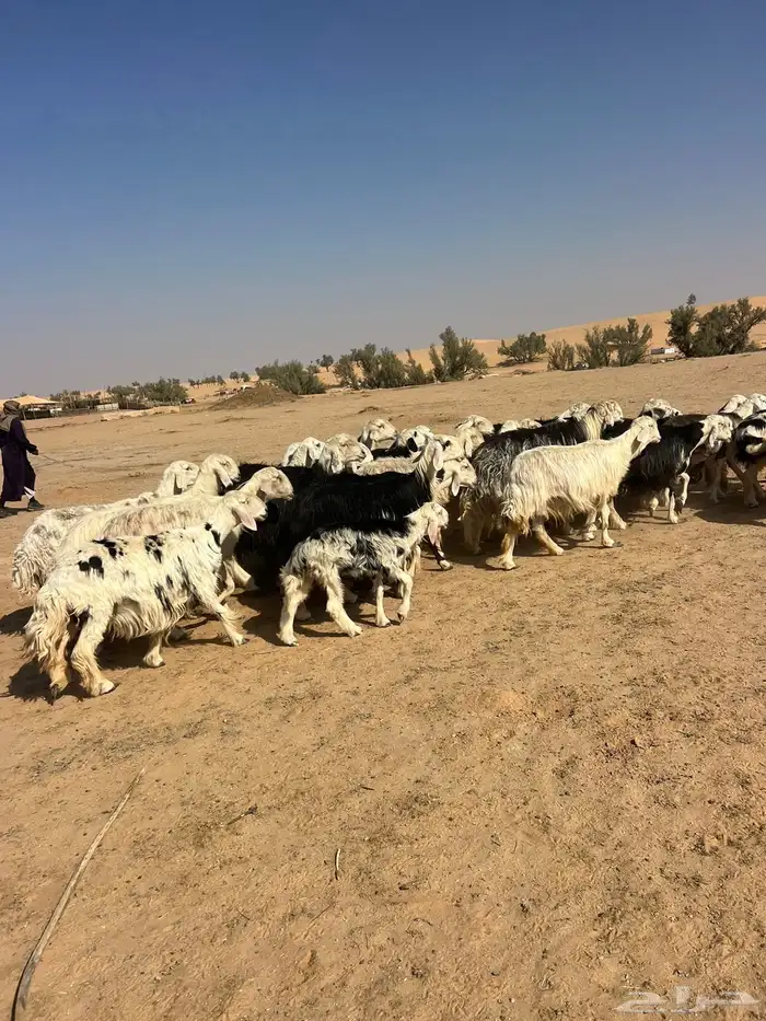 للبيع نجدمراح 2