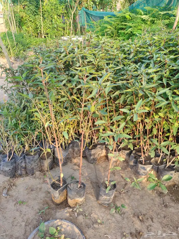 زراعه وحدائق 52