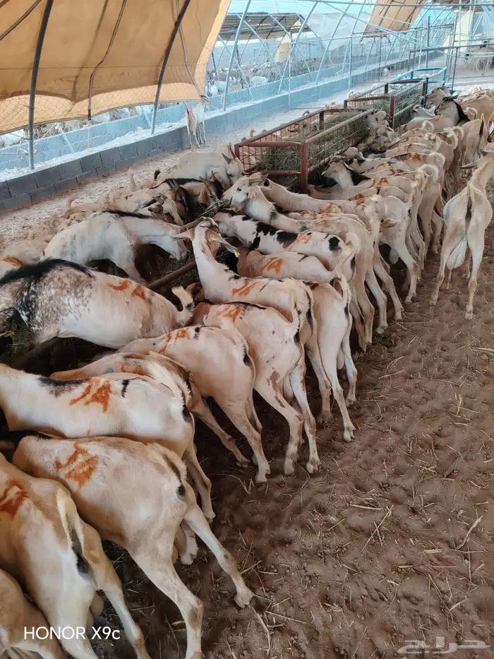 تيوس صومالية ممتازة جملة وتفريد 0