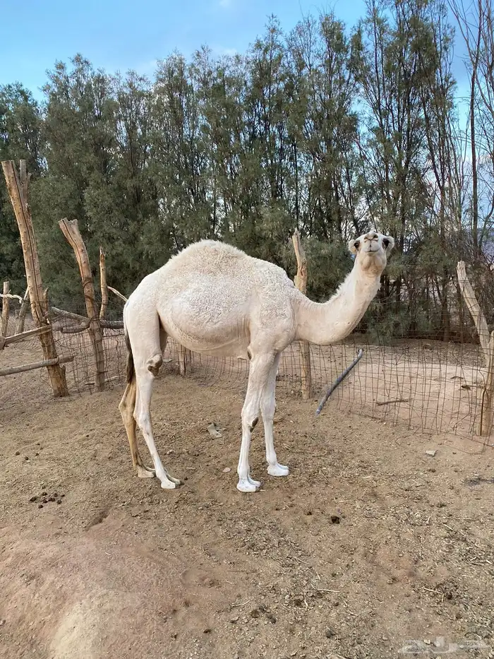 للبيع بكره وضحاء 1