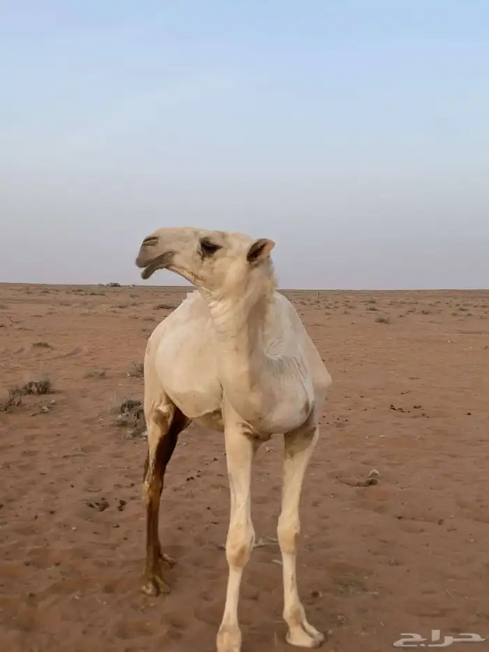 قعود باتلي كفوو للبيع 0