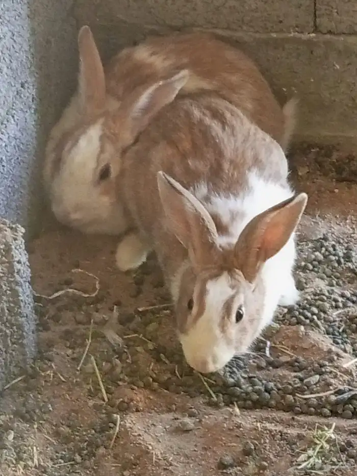 أرانب بلدي للبيع 1