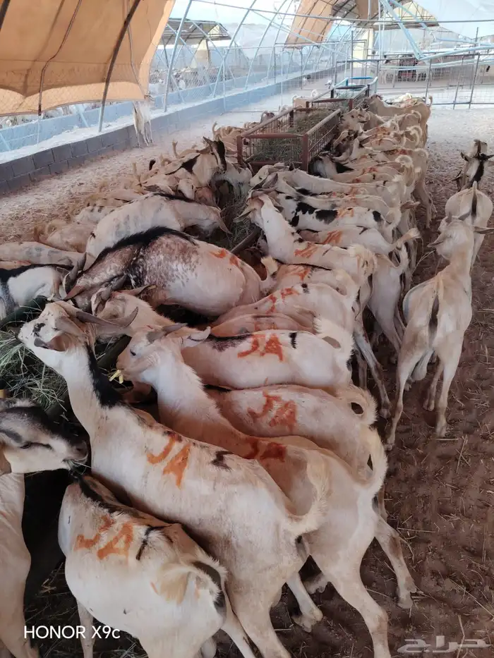 تيوس صومالية ممتازة جملة وتفريد 1