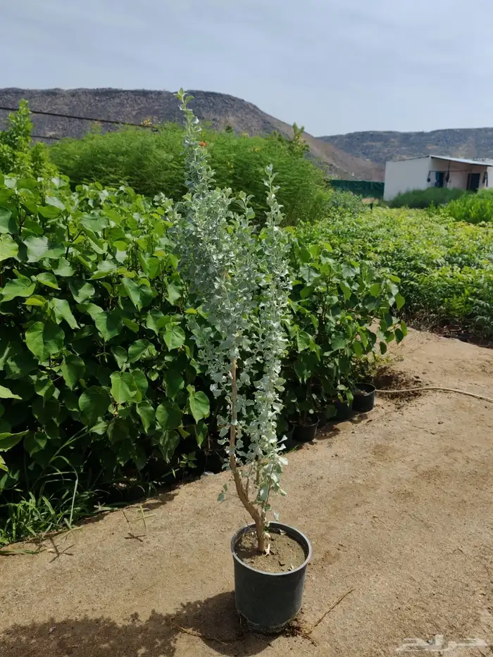 زراعه وحدائق 23