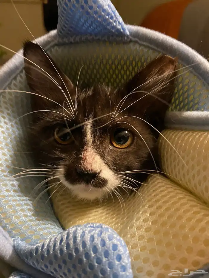 بلدي ذكر م نقذ للتبني العاجل  عمره أقل من 5 شهور وسليم تماما 0