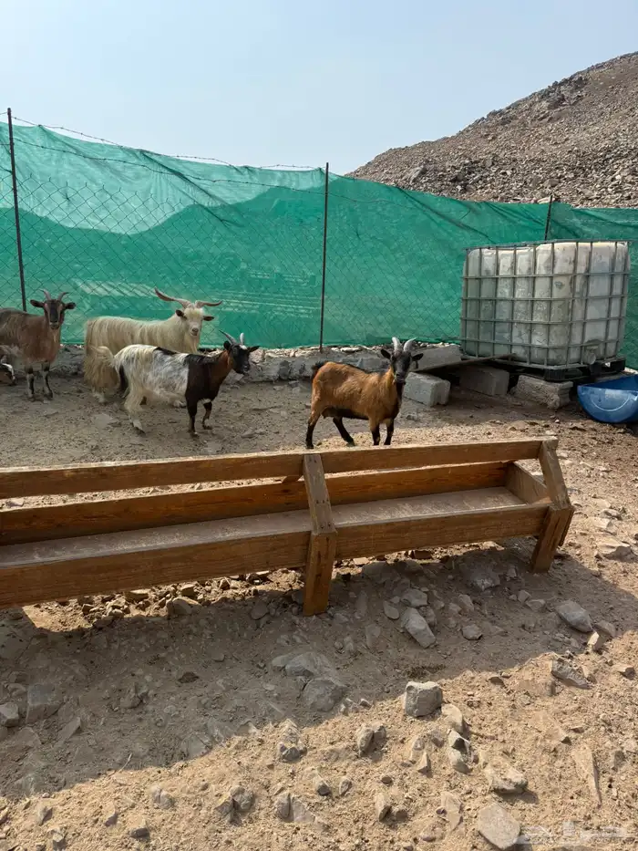 عرض وبيع ماعز قزم أليفه ومنتجه 12