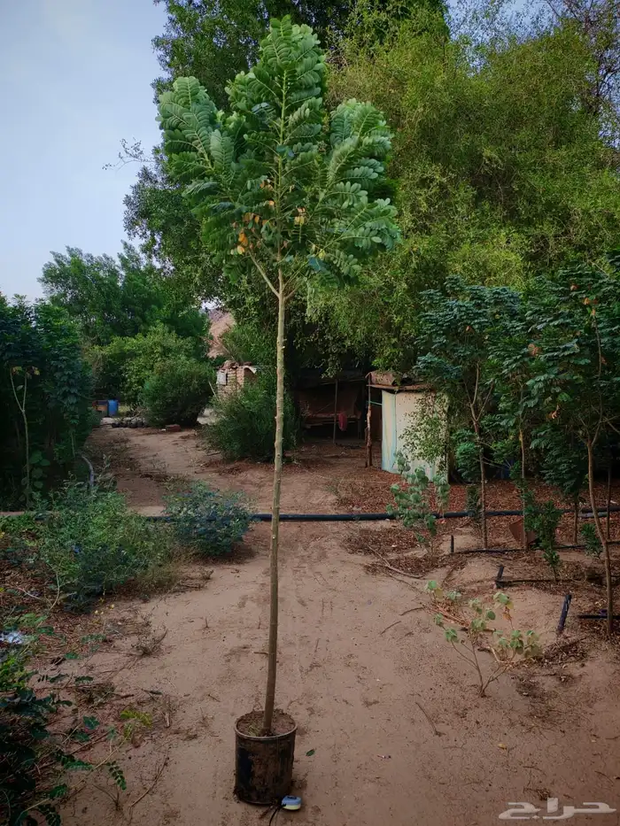 زراعه وحدائق 18