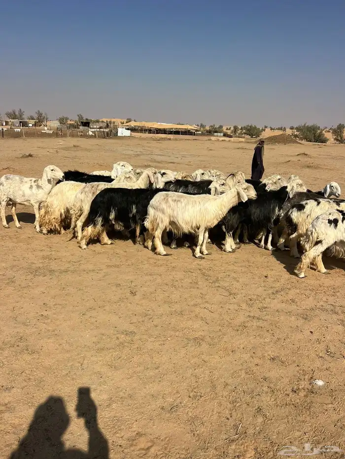 للبيع نجدمراح 4