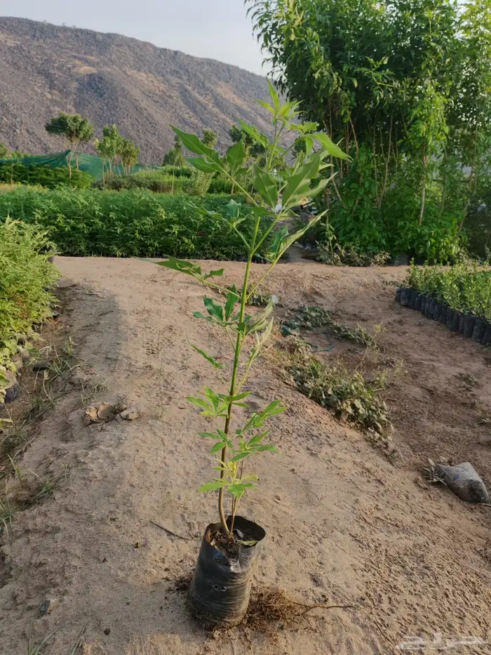 زراعه وحدائق 21