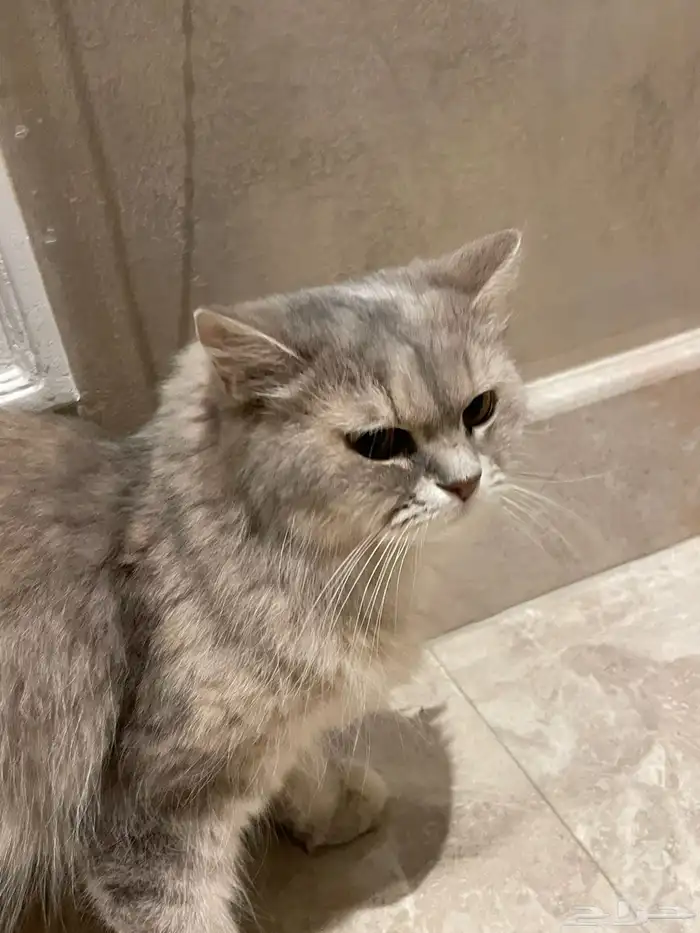 قطتين لتبني ذكر عمره 9 اشهر والانثى سنه نظيفين مطعمين 3