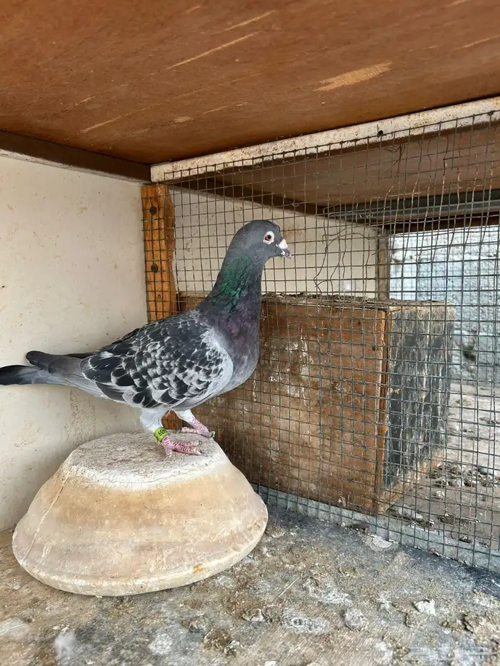 انثى وذكر زاجل سباق 3