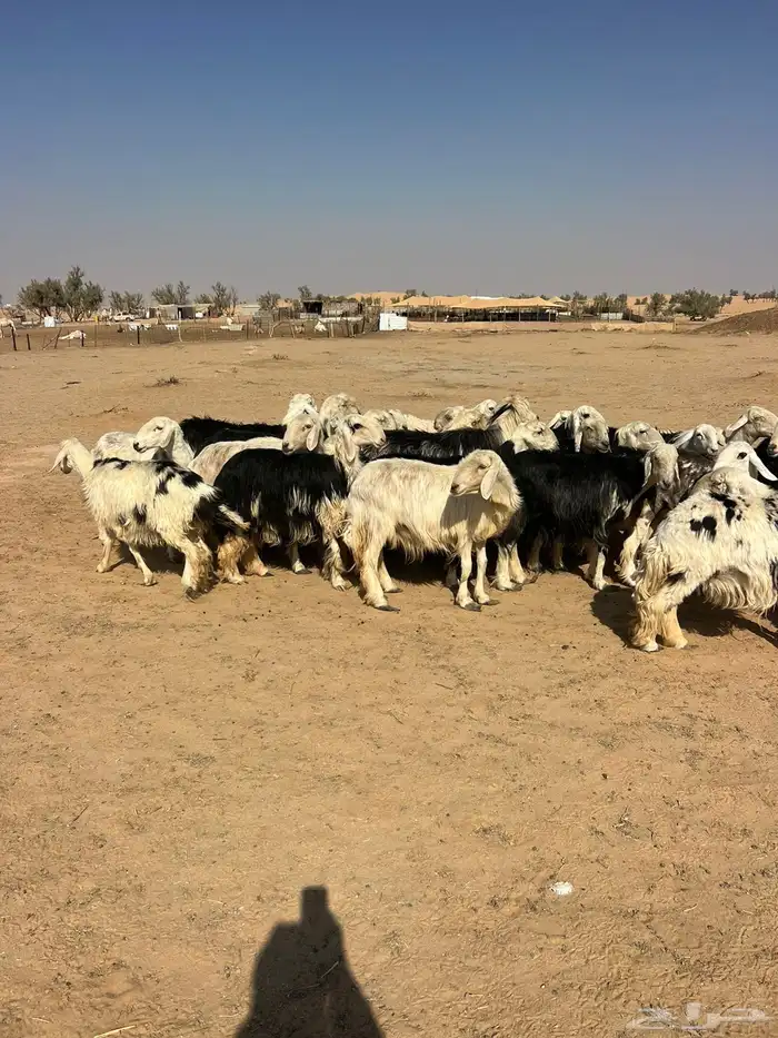 للبيع نجدمراح 1