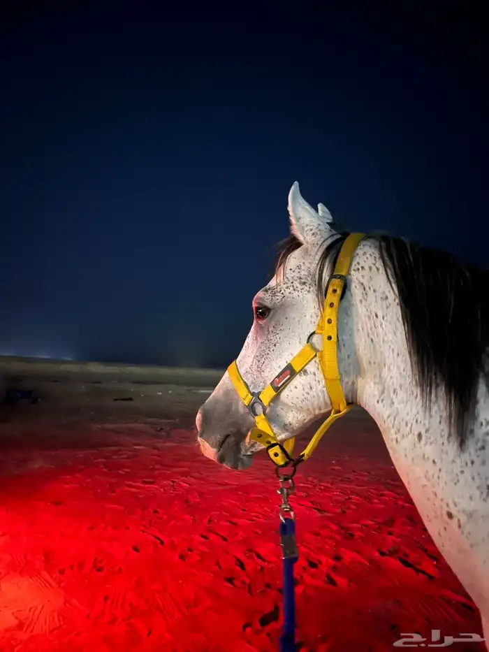 حصان شعبي للبيع 1