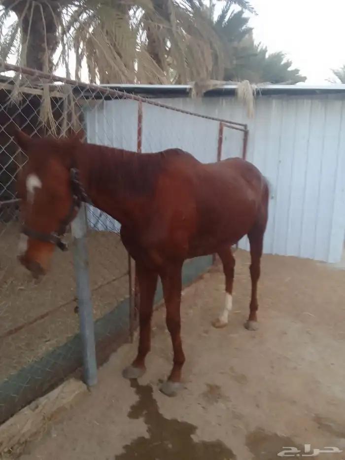 حصان انقليزي 0