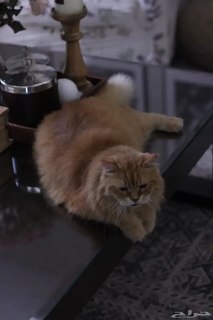 بيرشن   شيرازي 1