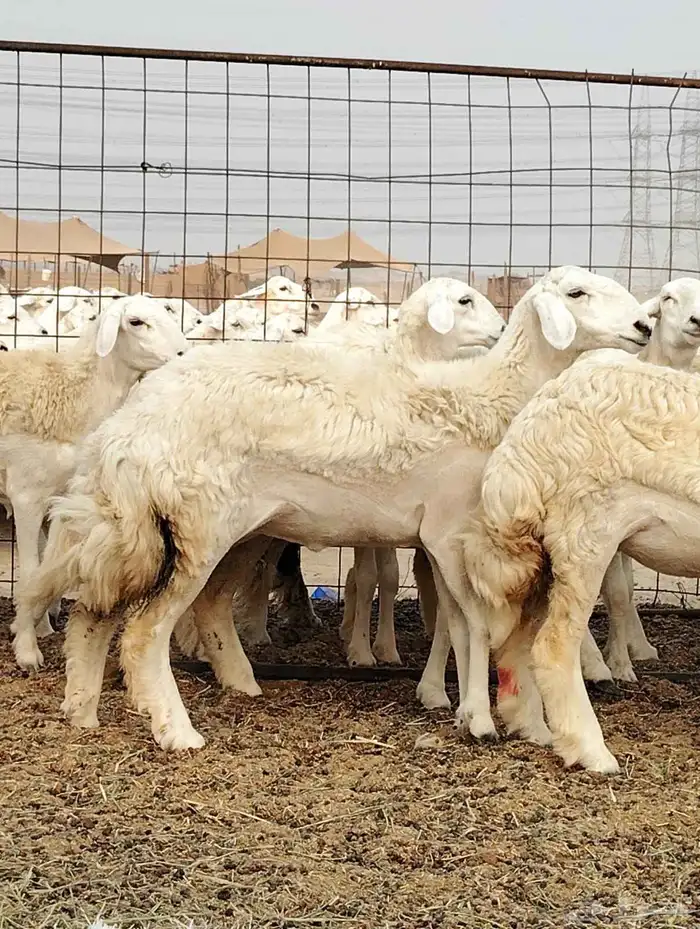 رخال حريات صنف الصنف 3