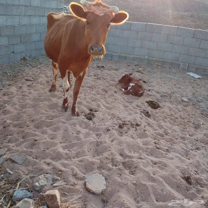 أبقار للبيع 0