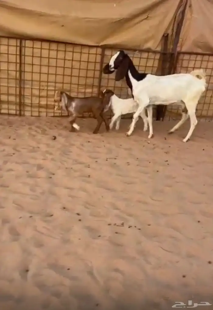 عنز مشروكه متوم معه جفرتين 0