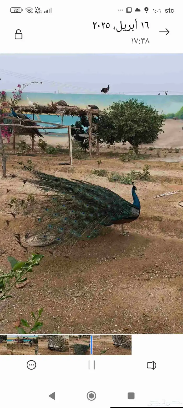 عرض ملك الطيور 3