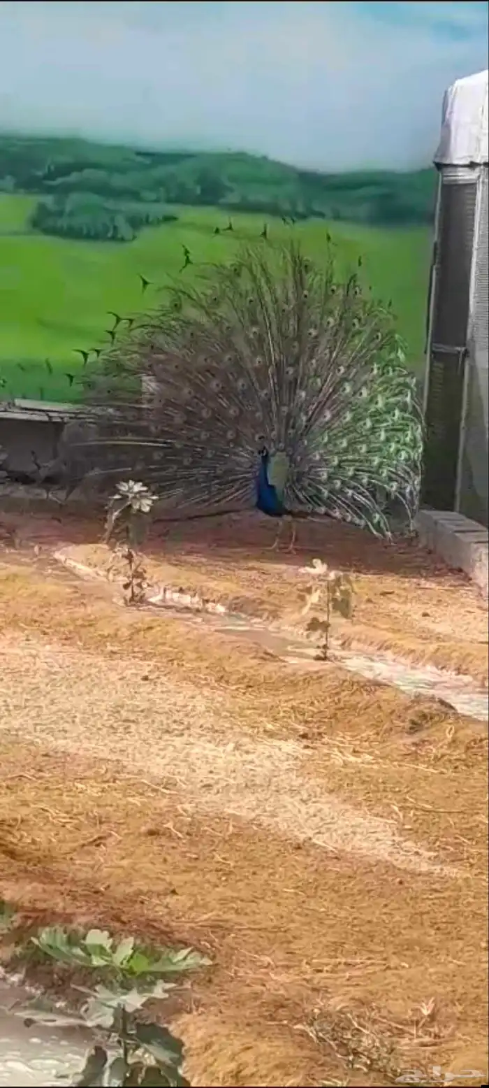 عرض ملك الطيور 0