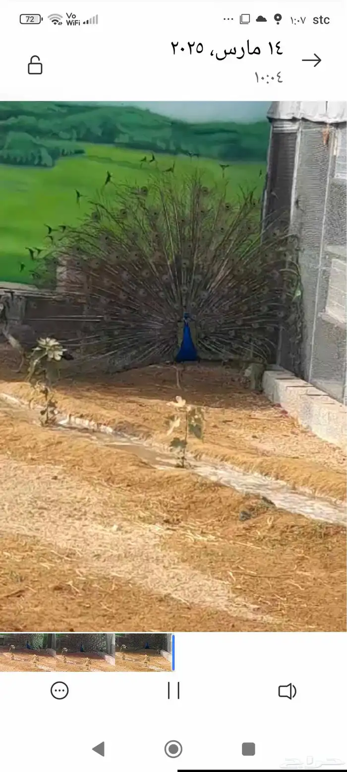 عرض ملك الطيور 1