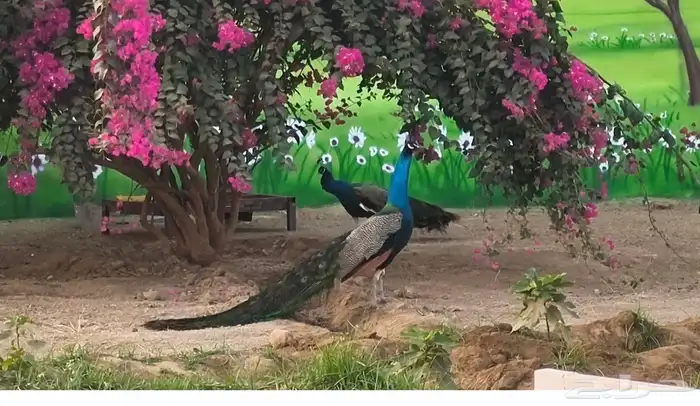 عرض ملك الطيور 2