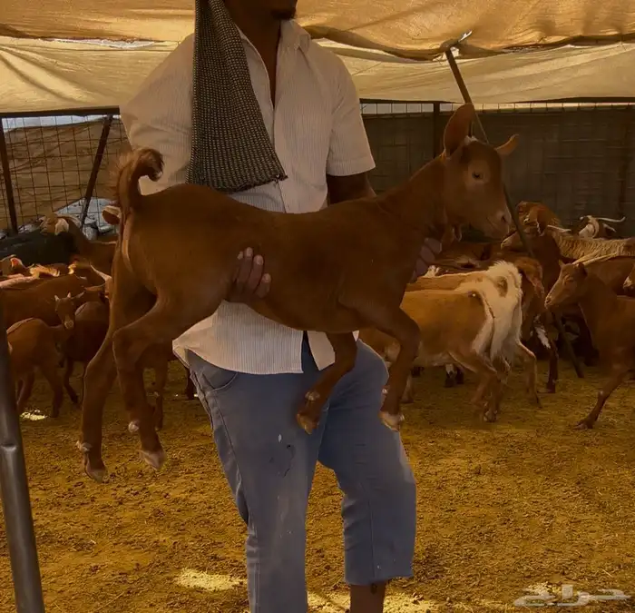 تيس بلدي جنوبي لباني 0