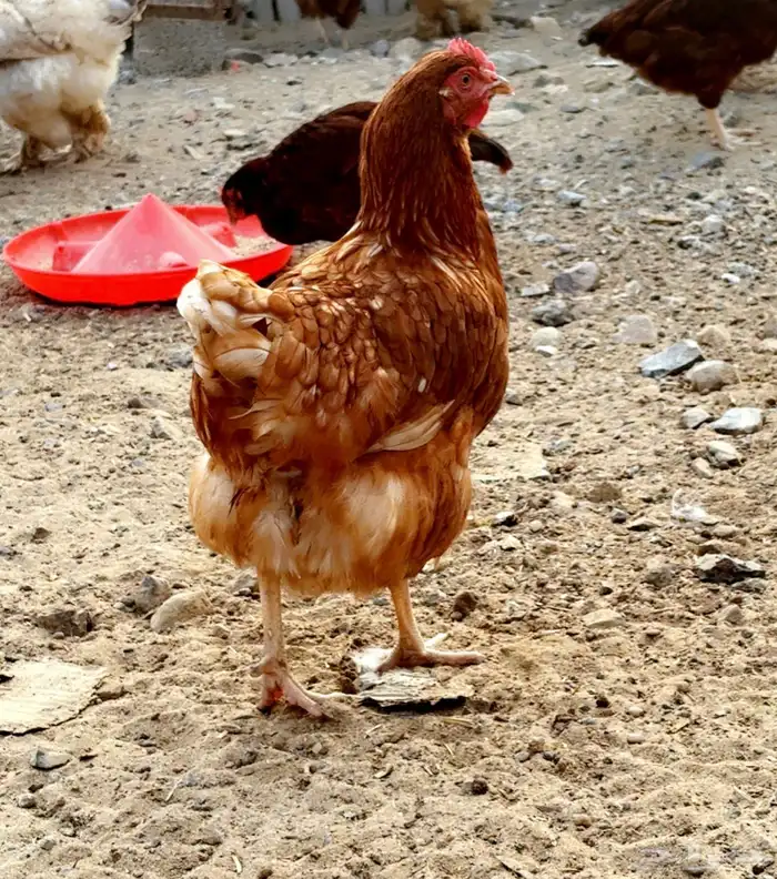 دجاج لوهمان بياض وبيض مخصب 4