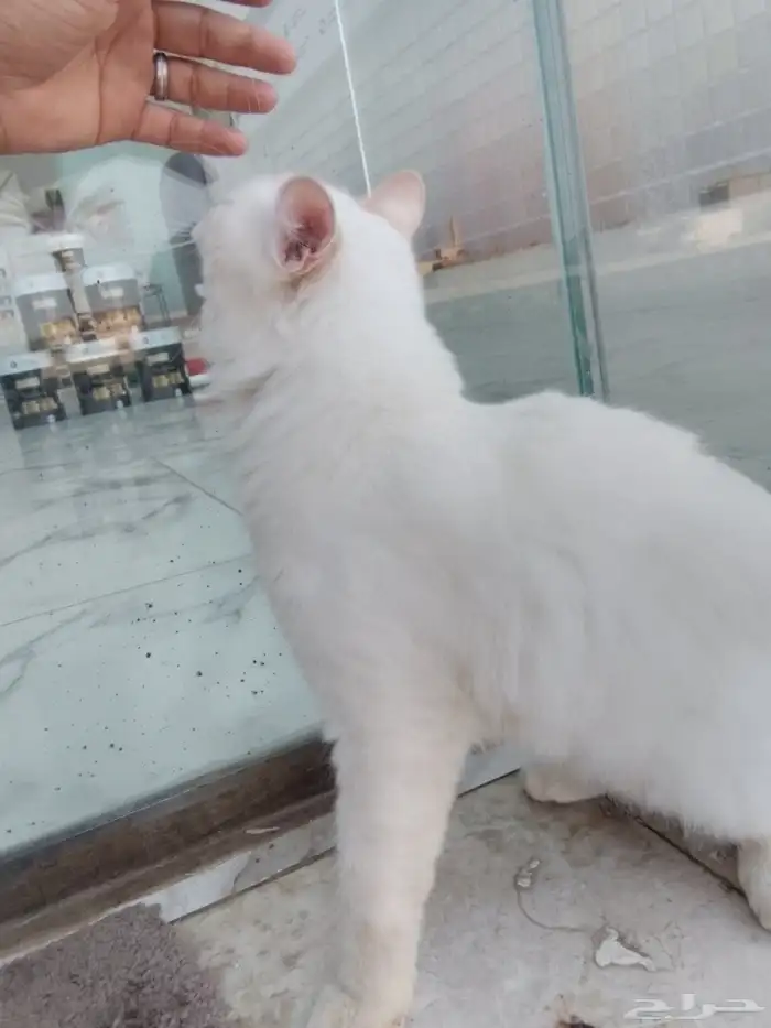 قط  للبيع علا السوم 4