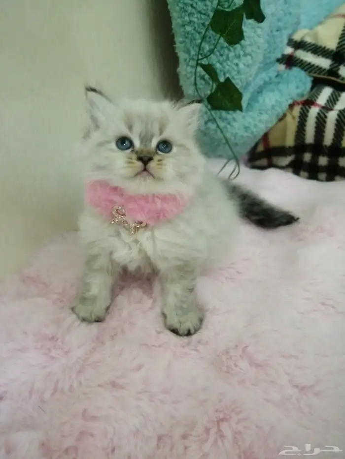 كتن هملايا سلفر انثي 2