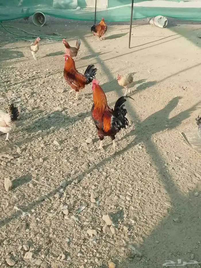 دجاج للبيع 2