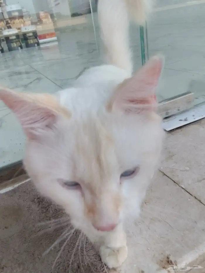 قط  للبيع علا السوم 3