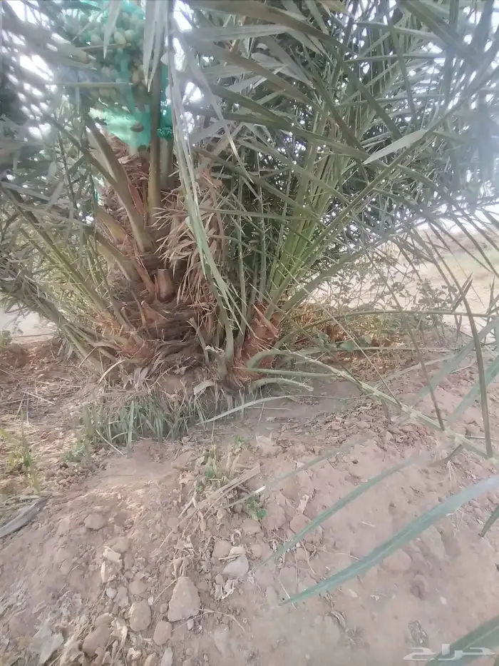 نخل مثمر جميع الانواع 4