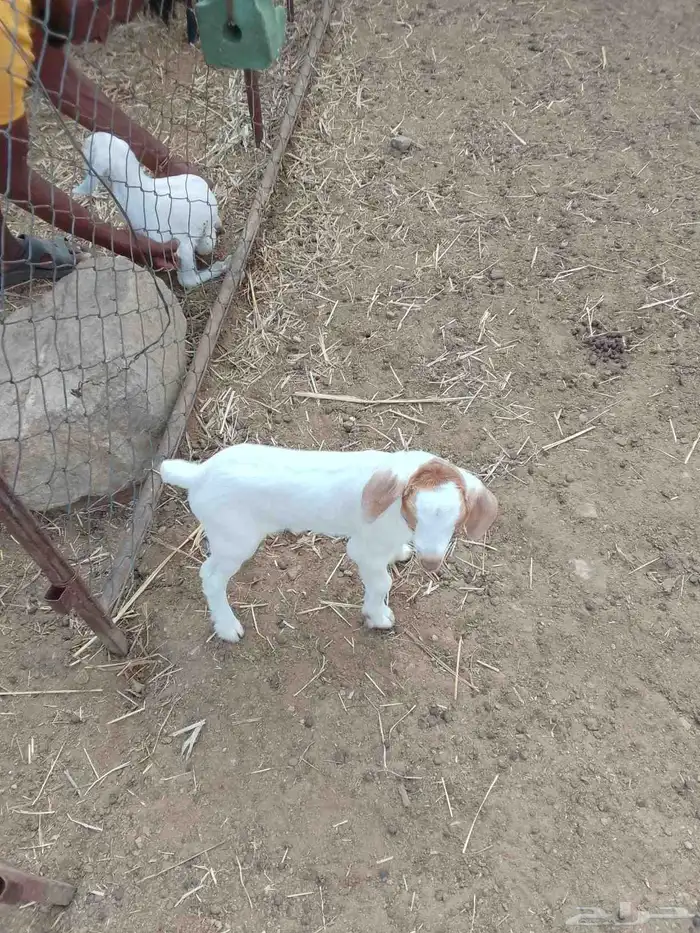 دواغير للبيع 2ذكور 0