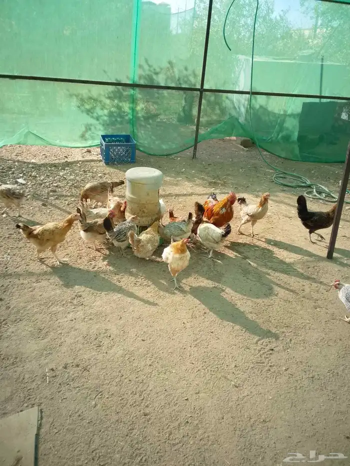 دجاج للبيع 1