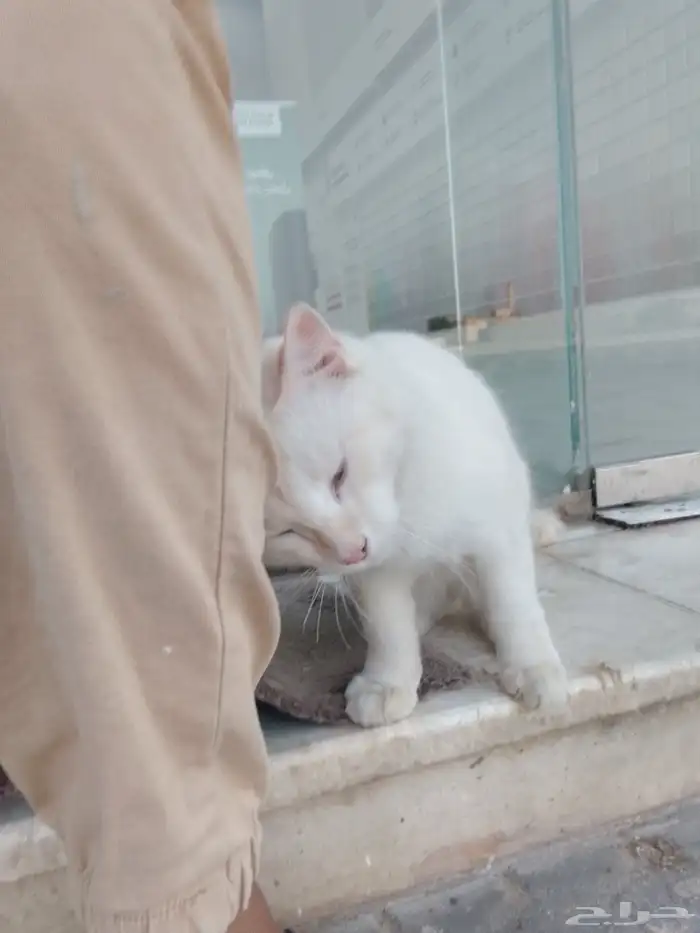 قط  للبيع علا السوم 0