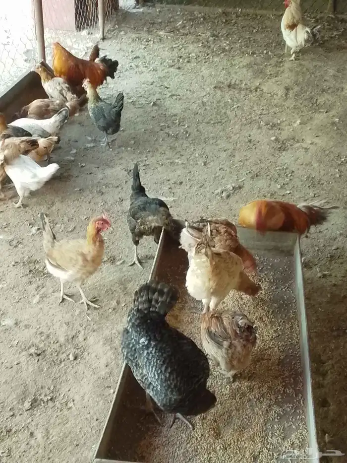 دجاج للبيع 3