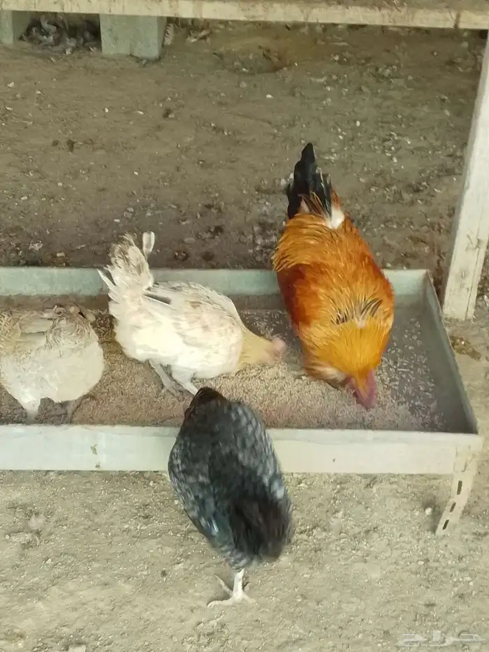 دجاج للبيع 5