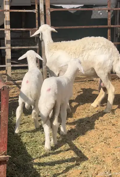 حريه تامه شبب معها خروف ورخل الموقع السلميه index