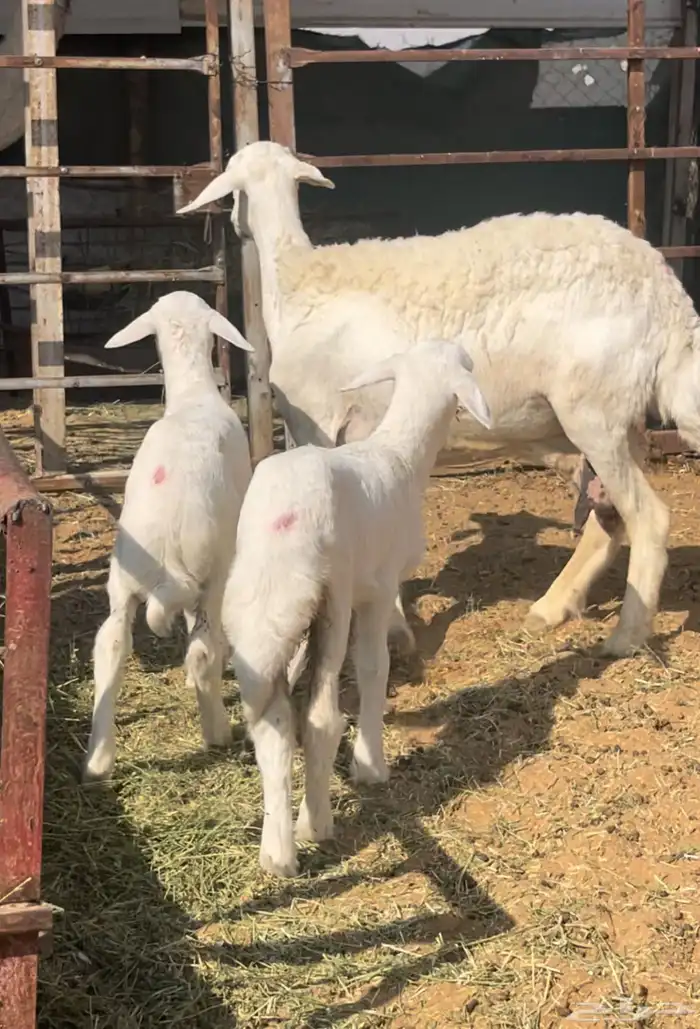 حريه تامه شبب معها خروف ورخل الموقع السلميه 2