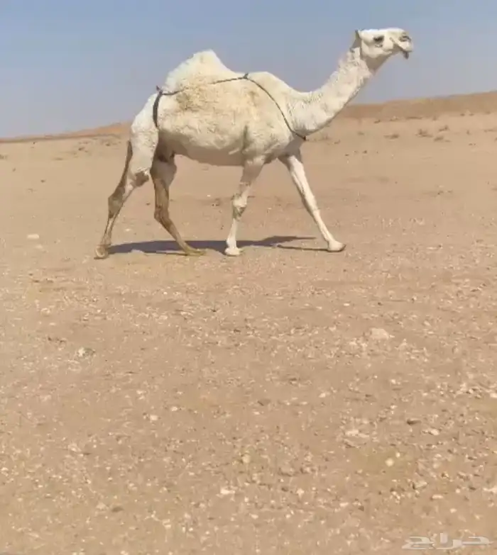 للبيع الخفوت الكفوو 0