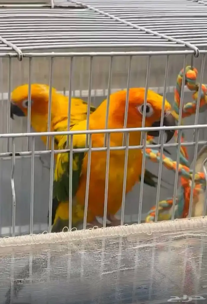 زوج صن كنيور منتج 3